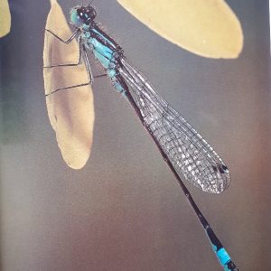 كتاب The World of Still Water اثر جمعي از نويسندگان انتشارات The Living Countryside