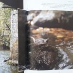 كتاب Secret Nature of Britain اثر Andrew Cooper انتشارات BBC