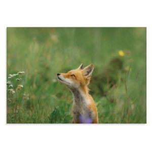 تابلو شاسی طرح حیوانات - بچه روباه در طبیعت Fox in Wild Field مدل NV0911