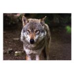 پوستر طرح حیوانات Wolf مدل NV0918